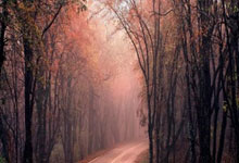 [德甲]奥尔莫精妙助攻 塞斯科头球梅开二度.